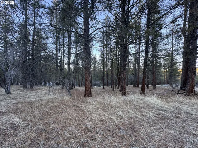 a view of a forest with trees in the background