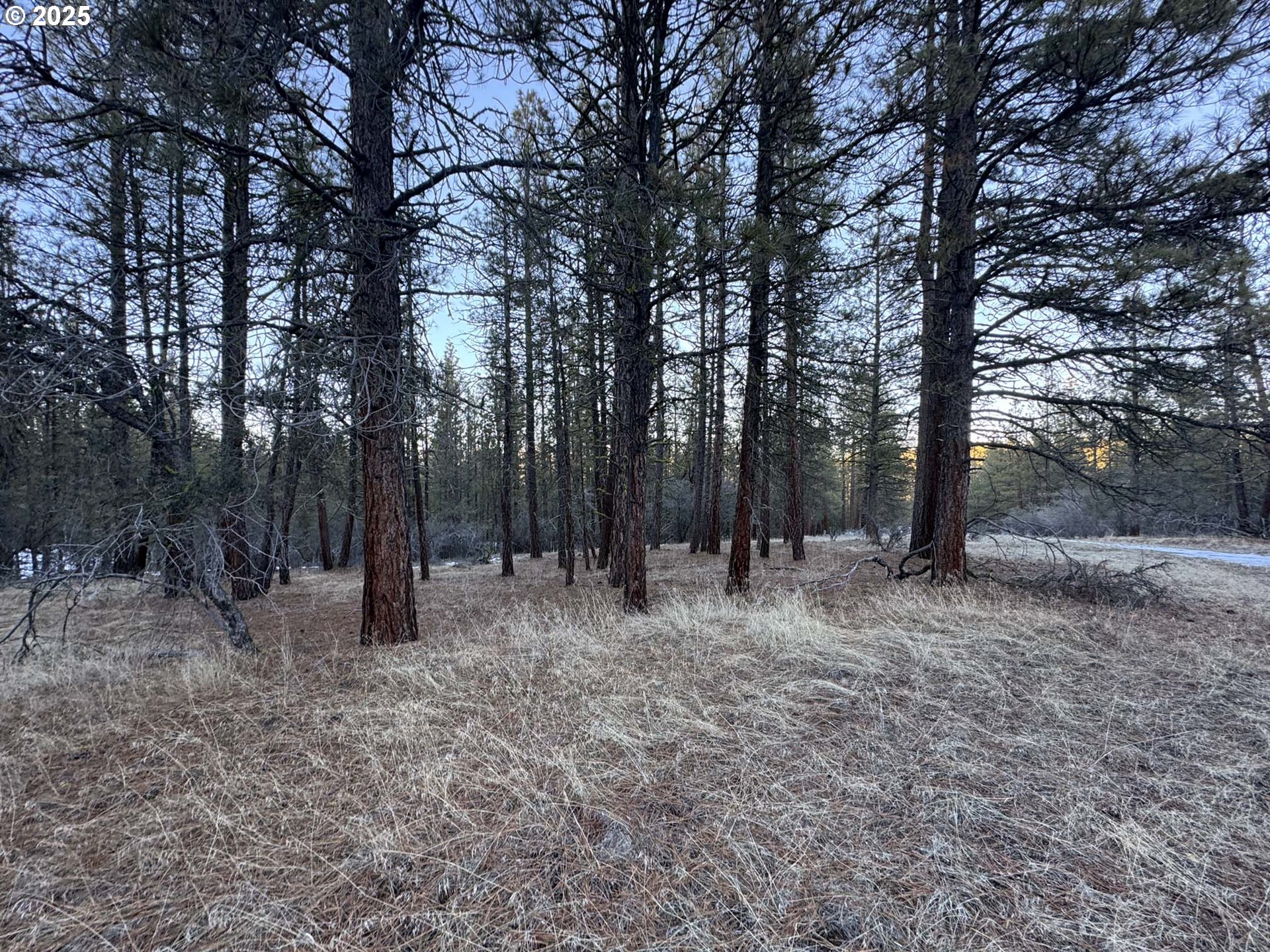 Bobcat Circle Beatty, OR 97621 - Photo 29 of 30 a view of a forest with trees in the background