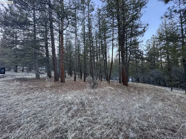 a view of a forest with trees in the background