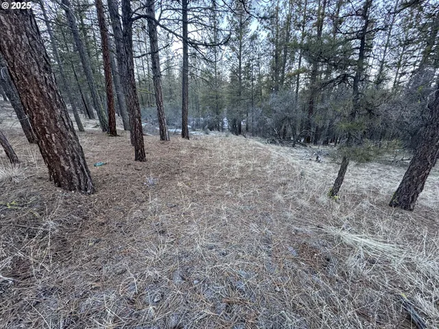 a view of a forest with trees in the background
