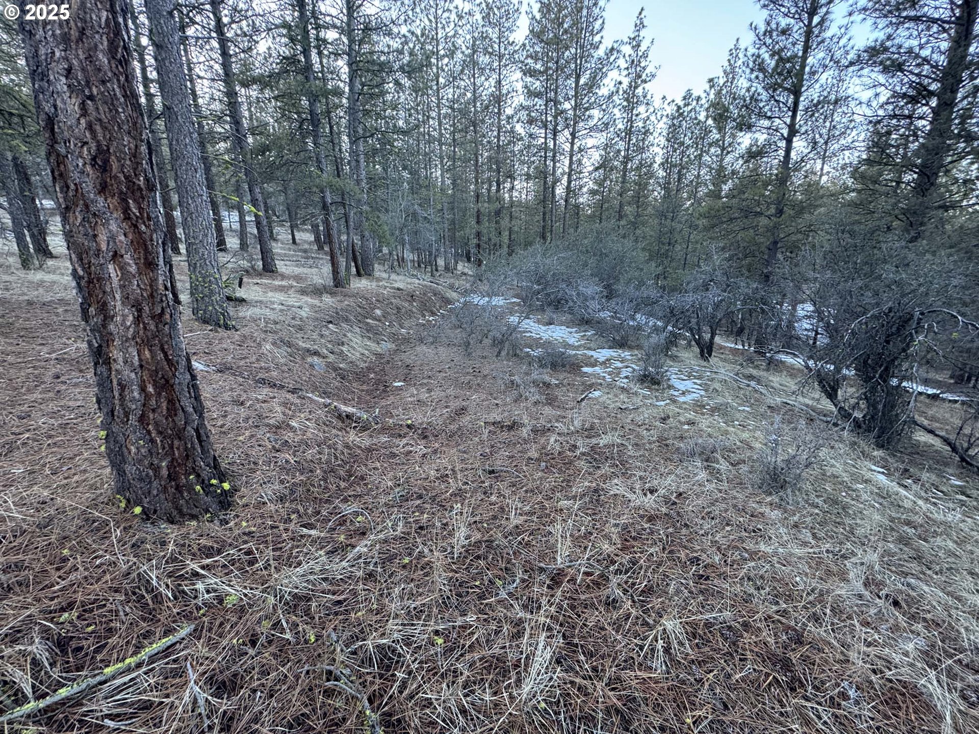 Bobcat Circle Beatty, OR 97621 - Photo 8 of 30 a view of a forest with trees in the background