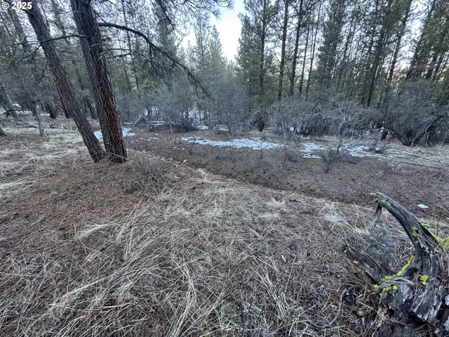 a view of a forest filled with trees