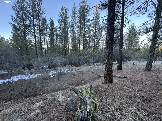 a view of a forest with trees