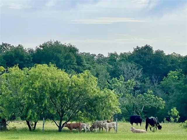 a view of a park with large trees