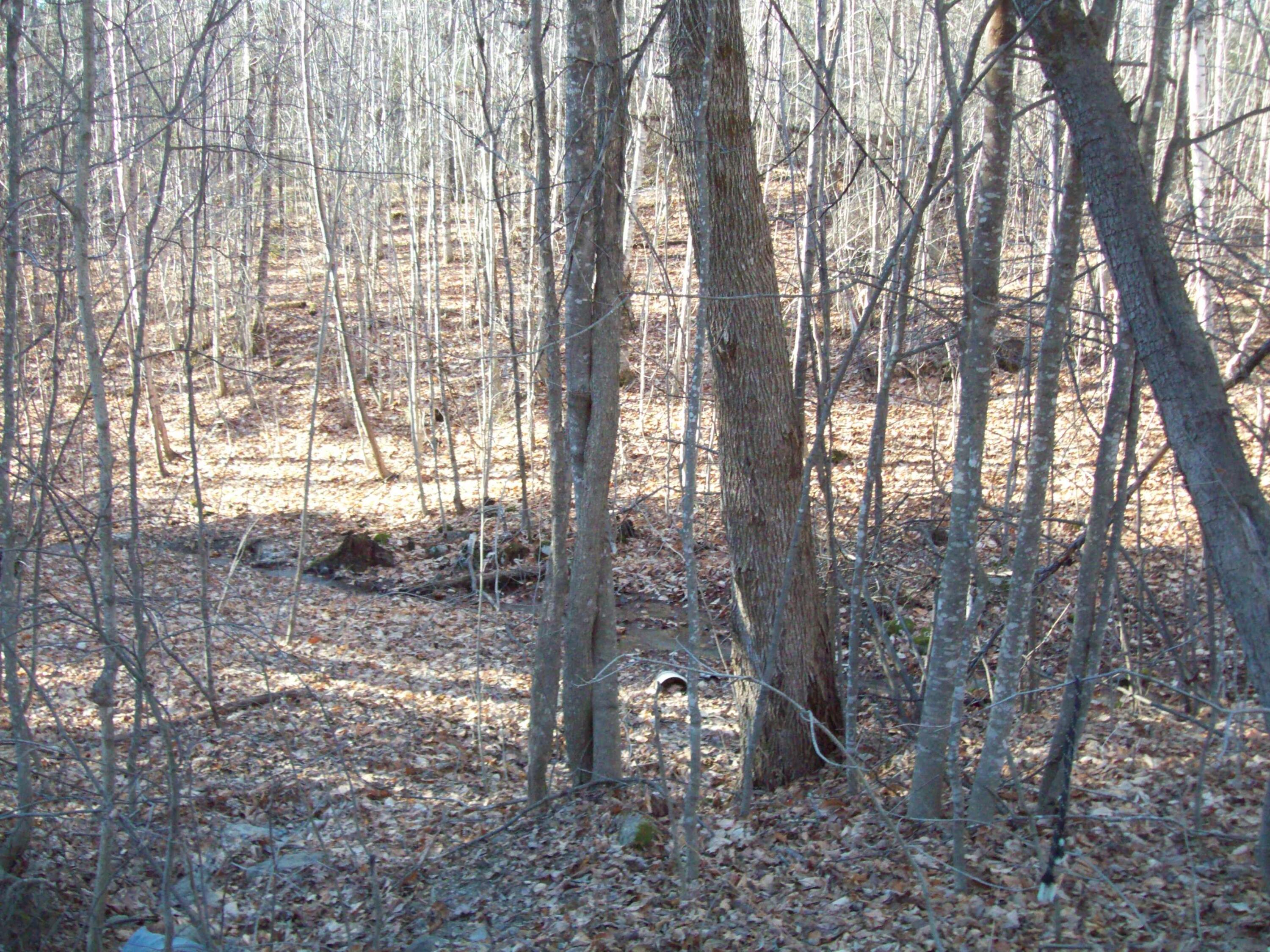 Tbd Half Township Road Lincoln, ME 04457 - Photo 5 of 12 100_2489