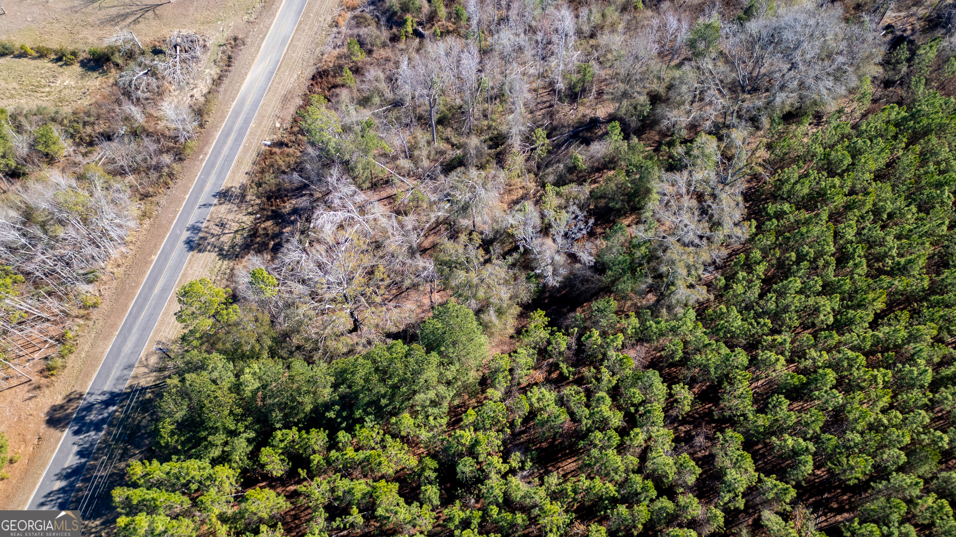 a view of a forest with a tree