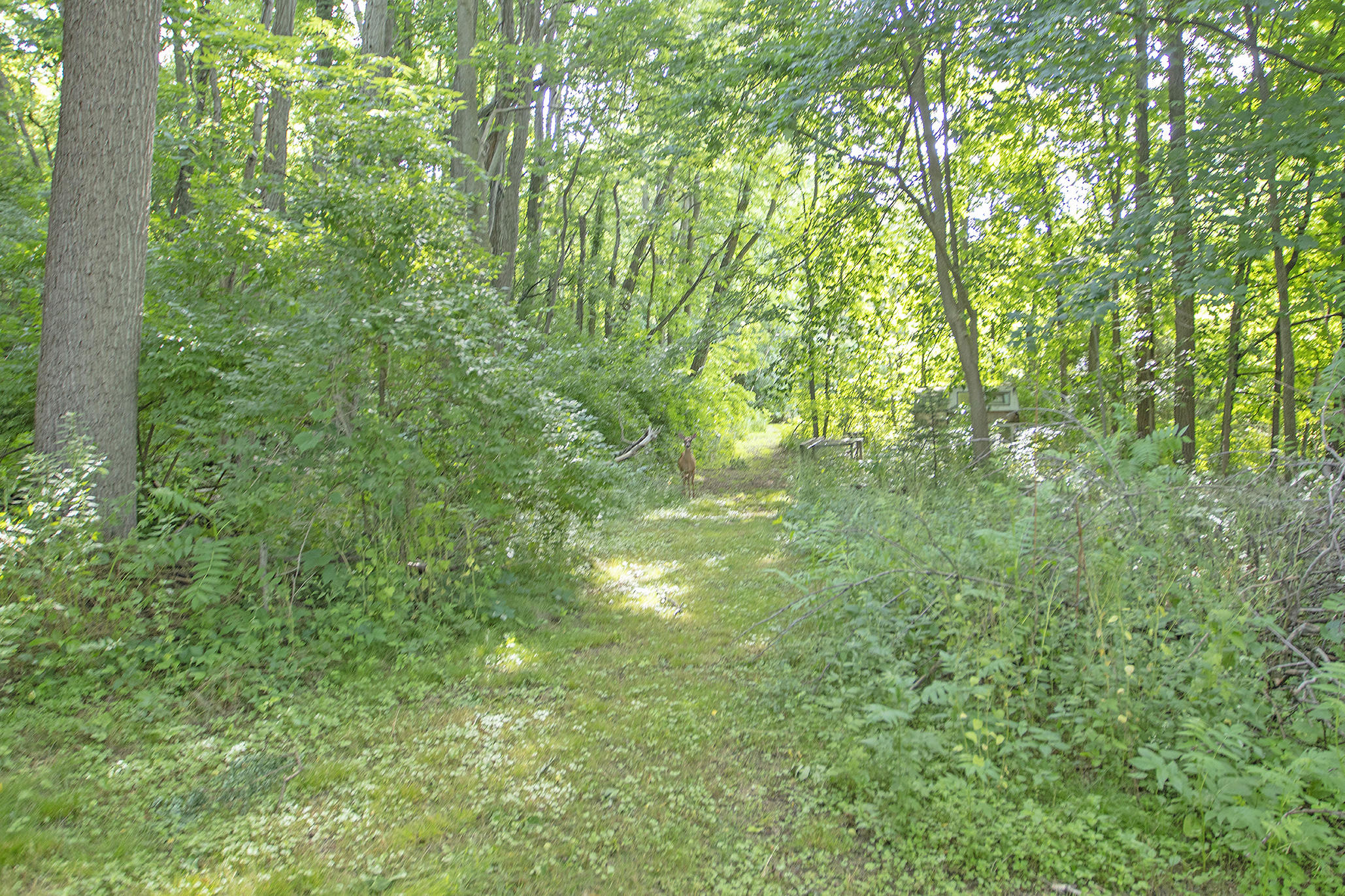3001 East Riverside Road Buchanan, MI 49107 - Photo 26 of 36 0D6A8558