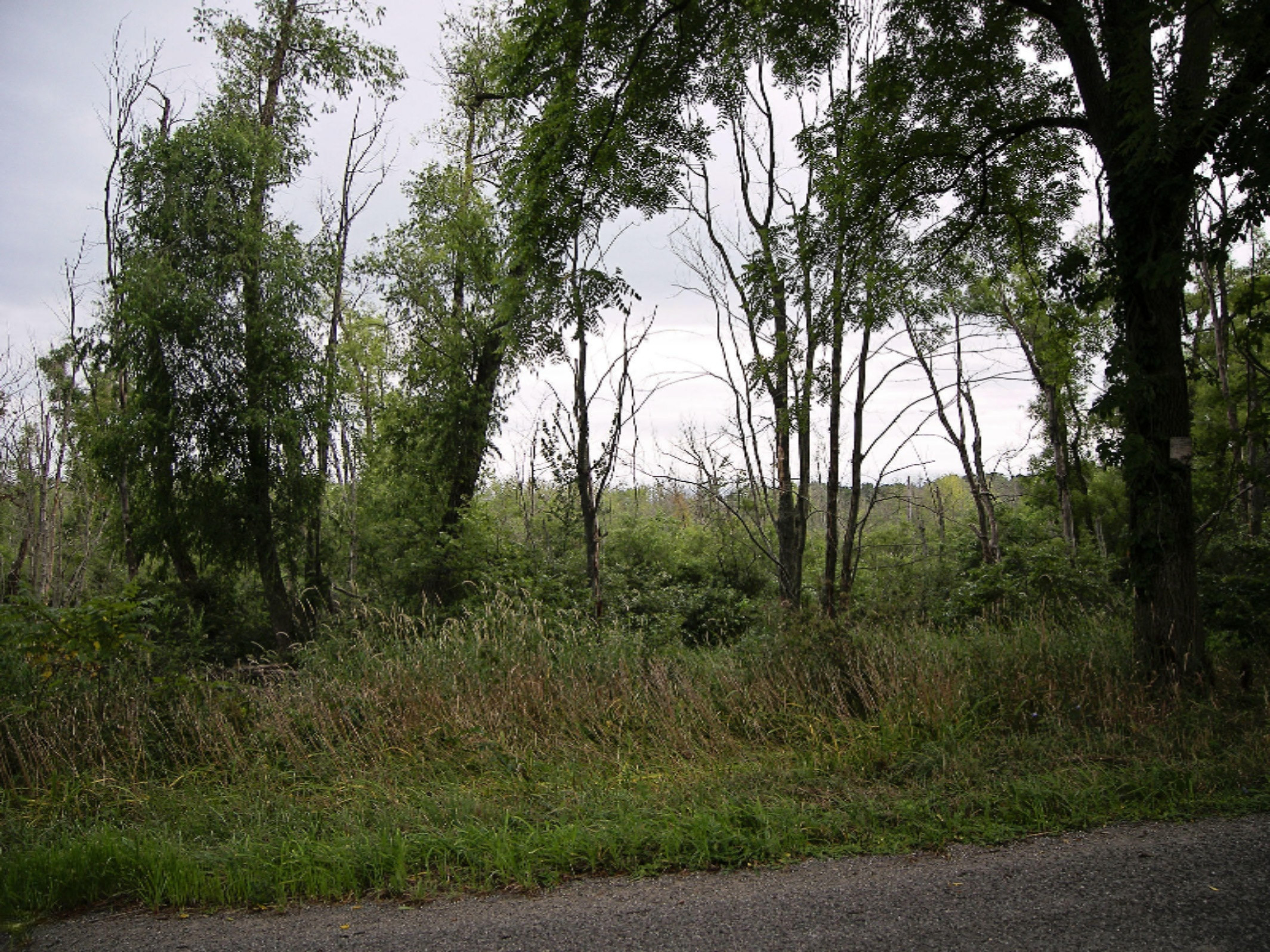 0 West Olive Branch Road Three Oaks, MI 49128 - Photo 8 of 9 100_5003