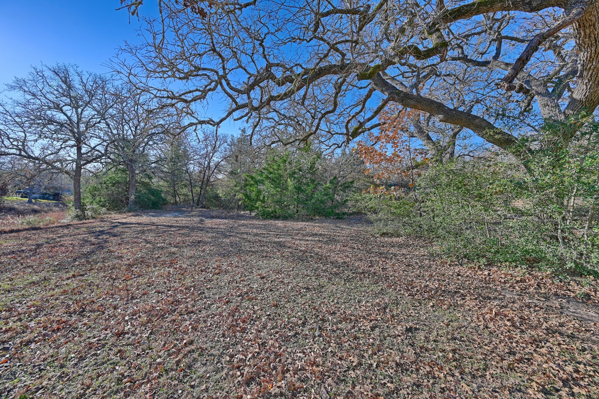 100 Choctaw Crest Somerville, TX 77879 - Photo 22 of 26 a view of a yard with a tree