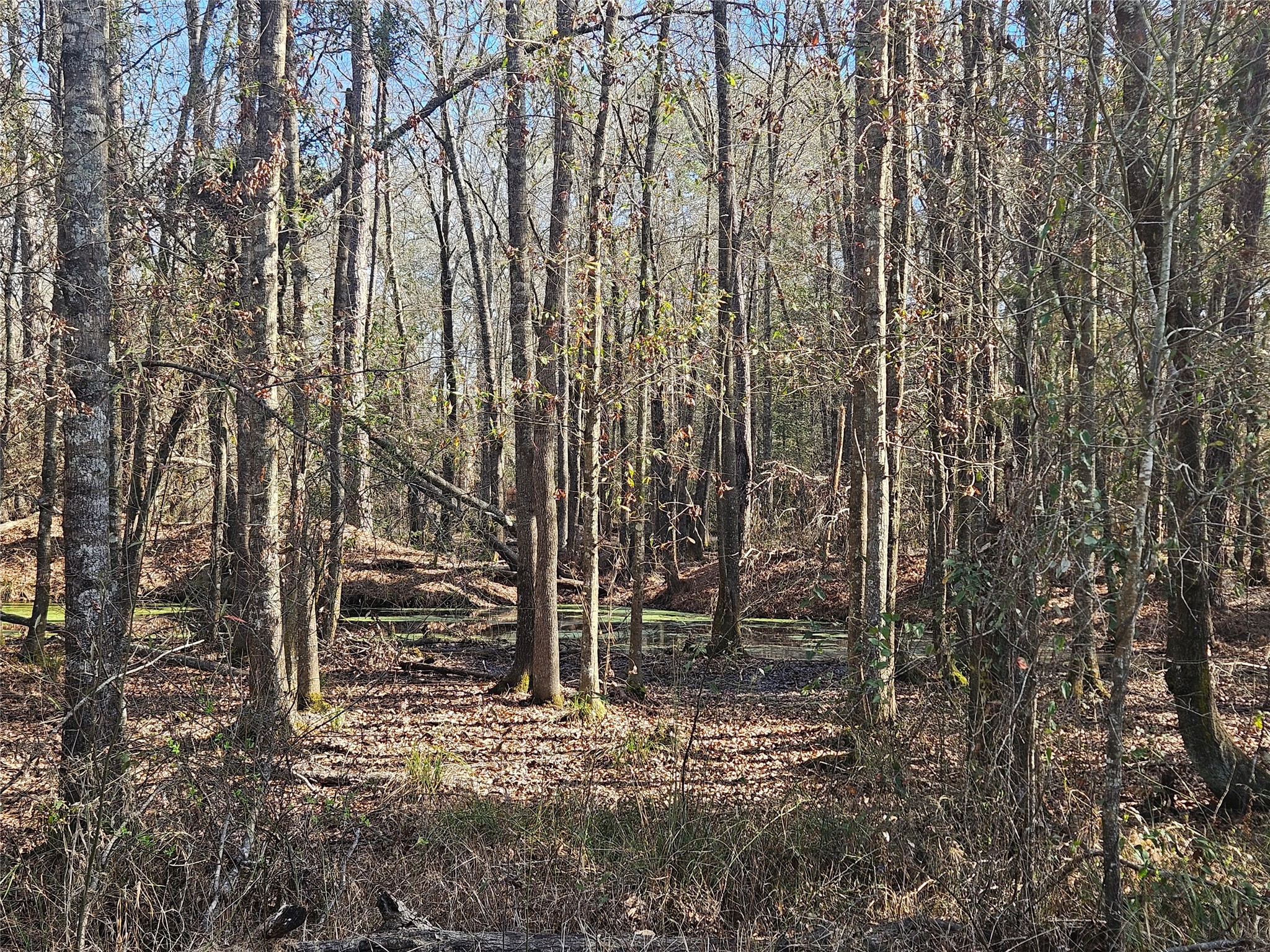 0 Red Road Shepherd, TX 77371 - Photo 4 of 6