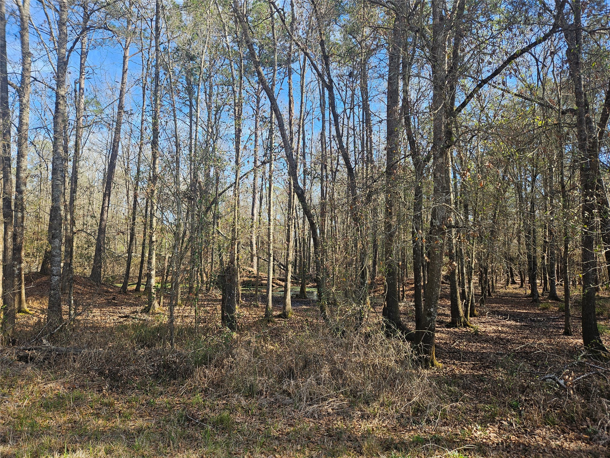 0 Red Road Shepherd, TX 77371 - Photo 5 of 6
