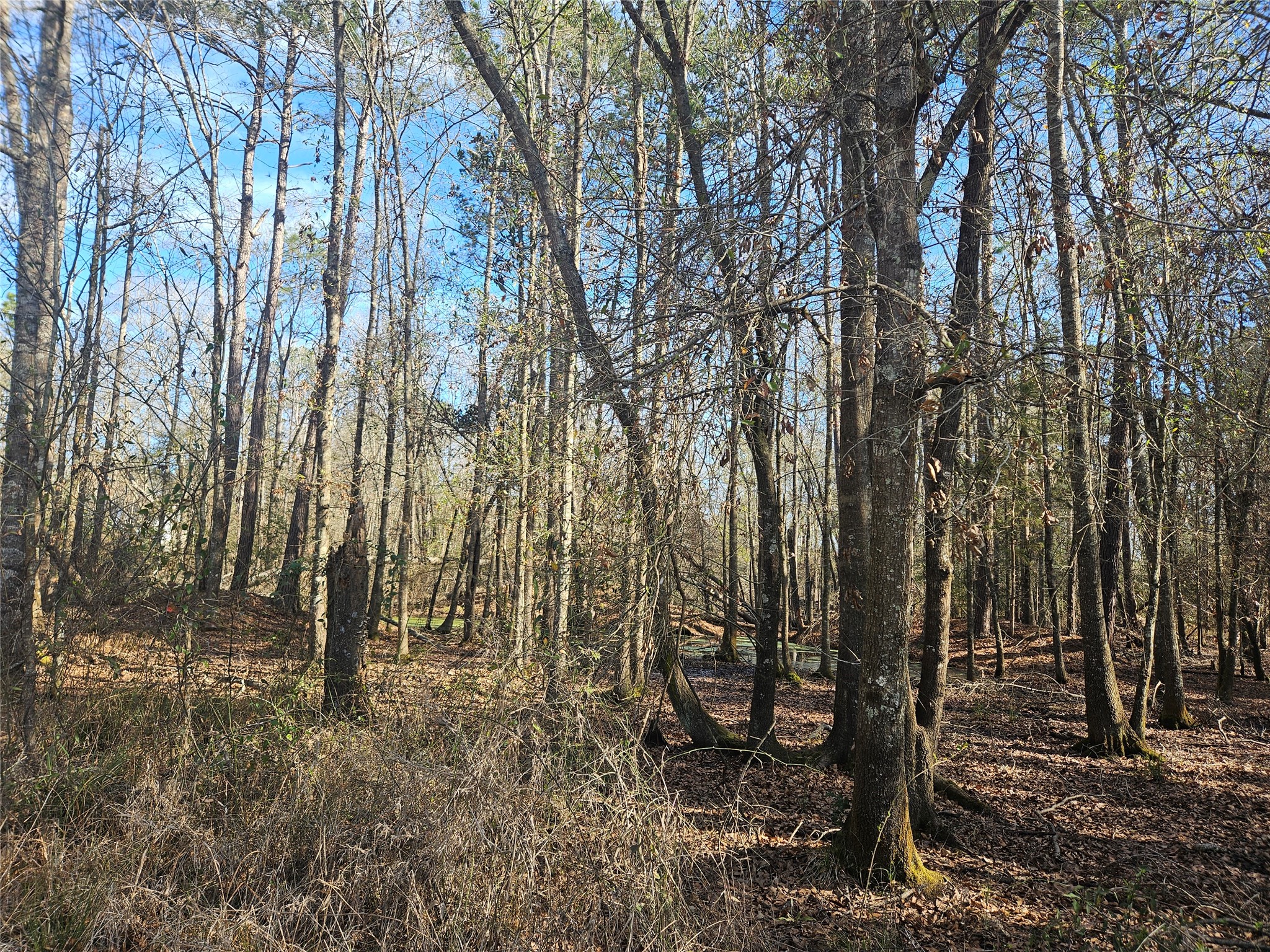 0 Red Road Shepherd, TX 77371 - Photo 6 of 6