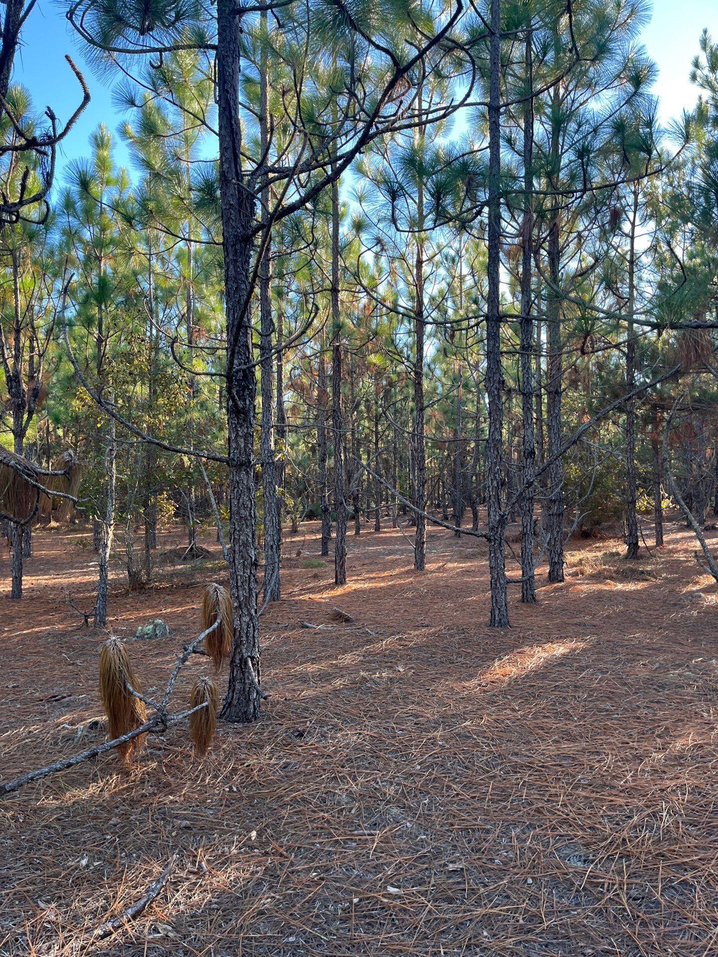 14 Payne Pond Road, Unit PPF 14 Kershaw, SC 29067 - Photo 21 of 26 6-Oct 15 2025 09_15pm-XS5V