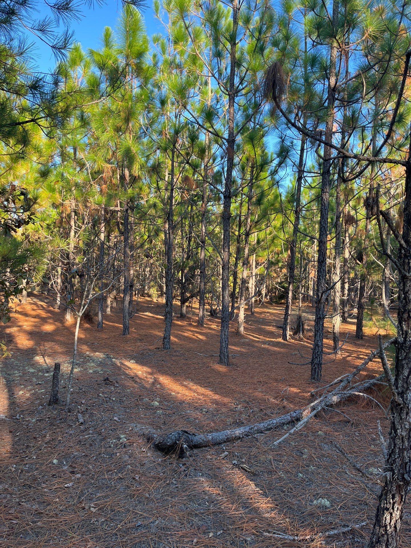 14 Payne Pond Road, Unit PPF 14 Kershaw, SC 29067 - Photo 23 of 26 4-Oct 15 2025 09_15pm-6fd6