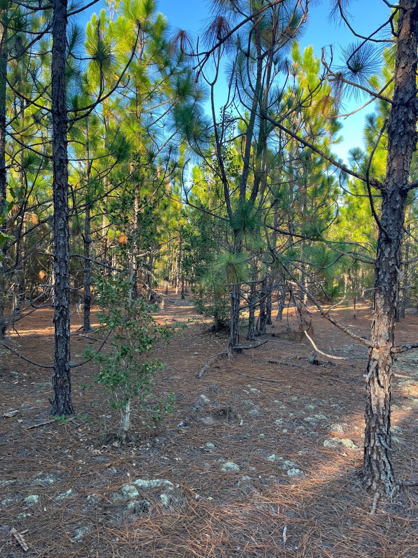 14 Payne Pond Road, Unit PPF 14 Kershaw, SC 29067 - Photo 9 of 26 18-Oct 15 2025 09_17pm-zAxv