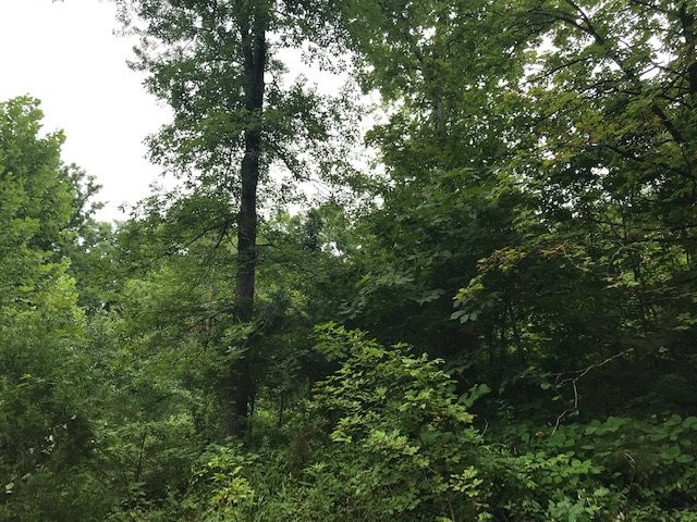 Ridge Ridge Crittenden, KY 41030 - Photo 3 of 14