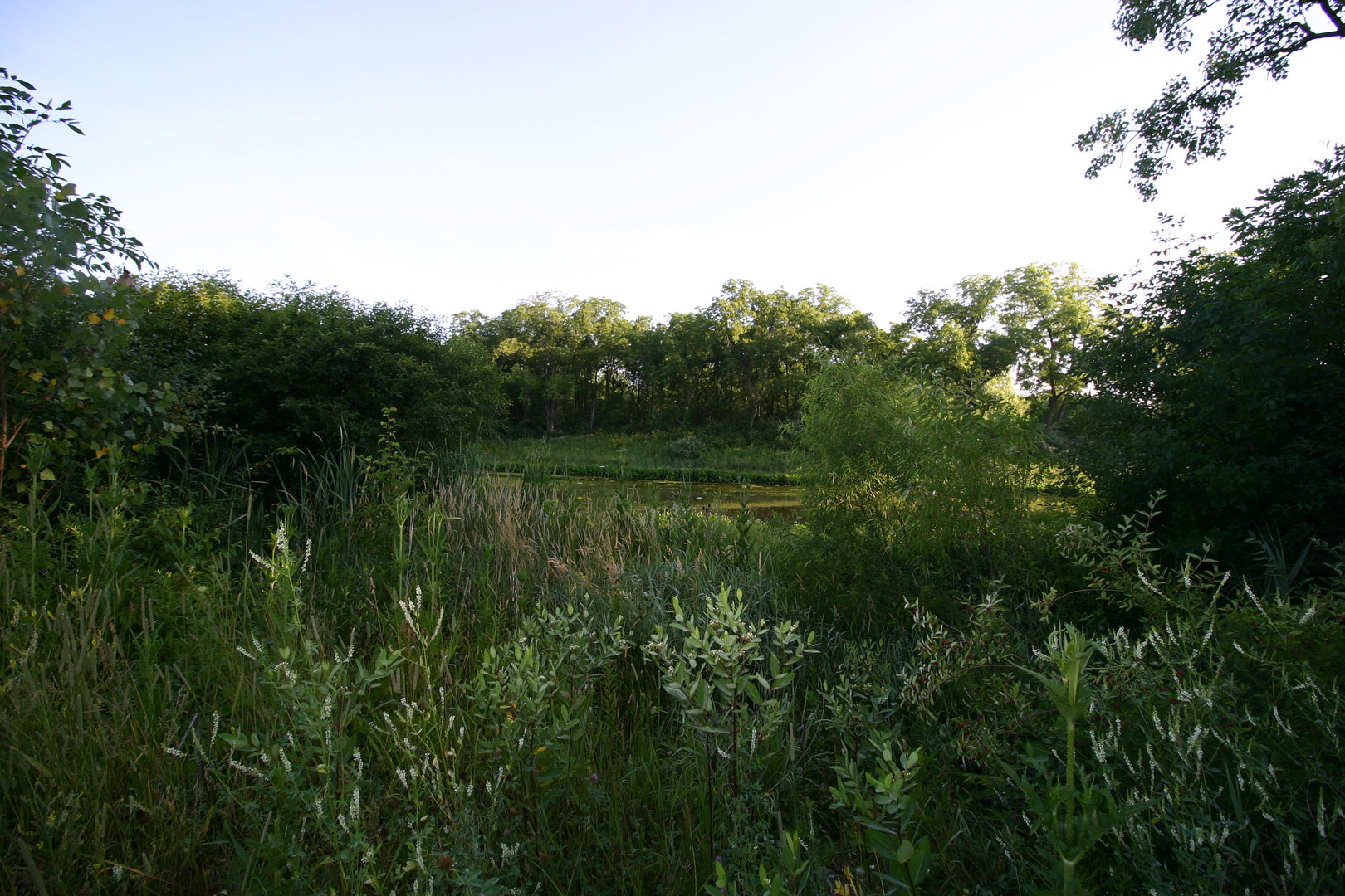 1400-apx West Exchange Street Crete, IL 60417 - Photo 6 of 11 a view of a lush green forest with a tree