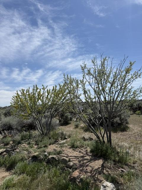 Millican Road, Unit TL1400 Silver Lake, OR 97638 - Photo 11 of 46 a view of a yard