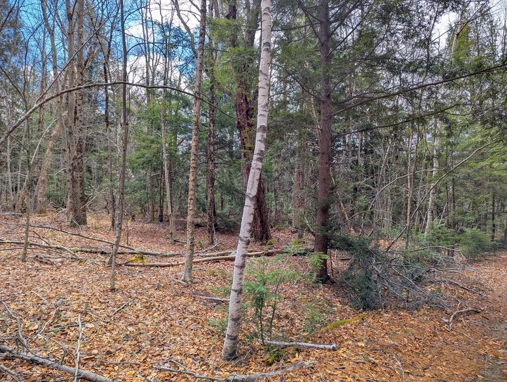 0 Johnson Road Becket, MA 01223 - Photo 17 of 20 a backyard of a house with lots of green space