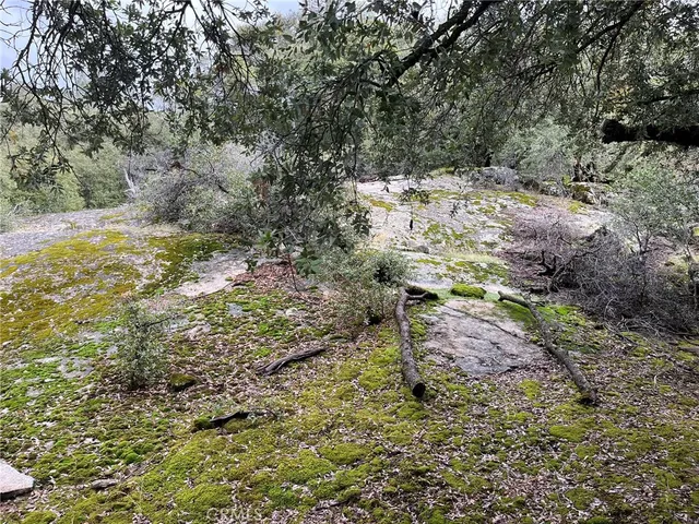 a view of a yard with plants and large trees