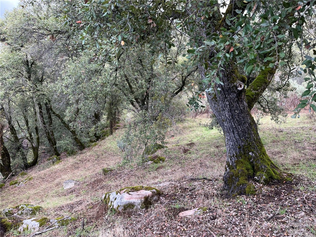 0 Jean Road East Oakhurst, CA 93644 - Photo 9 of 12 a view of a yard