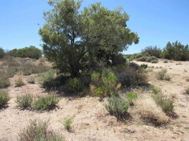 a view of a dry yard with lots of green space