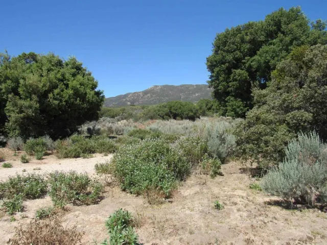 a view of a yard with a tree