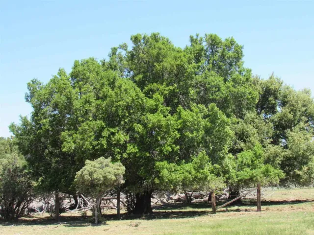 a view of a yard with plants and trees