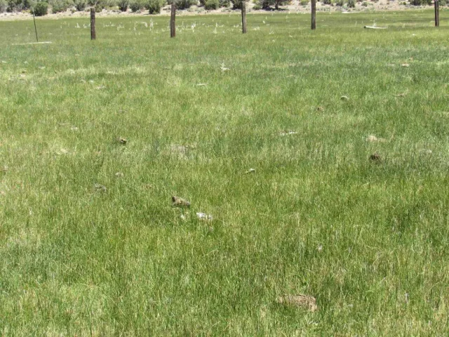 a fire hydrant in the middle of a field