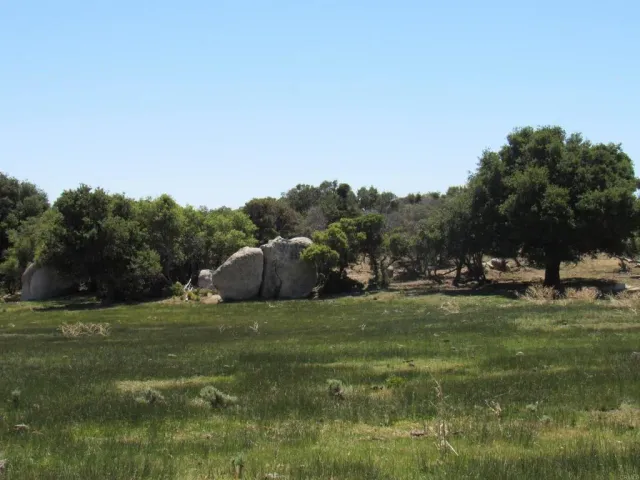 a view of a yard with a tree