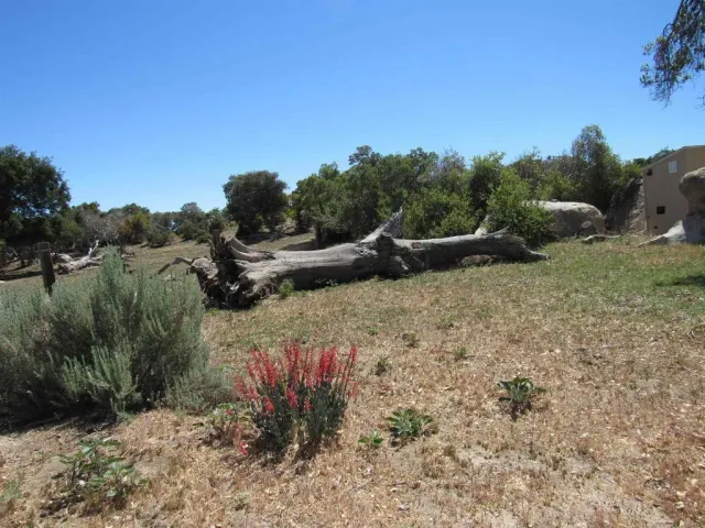 a view of a dry yard with trees and plants