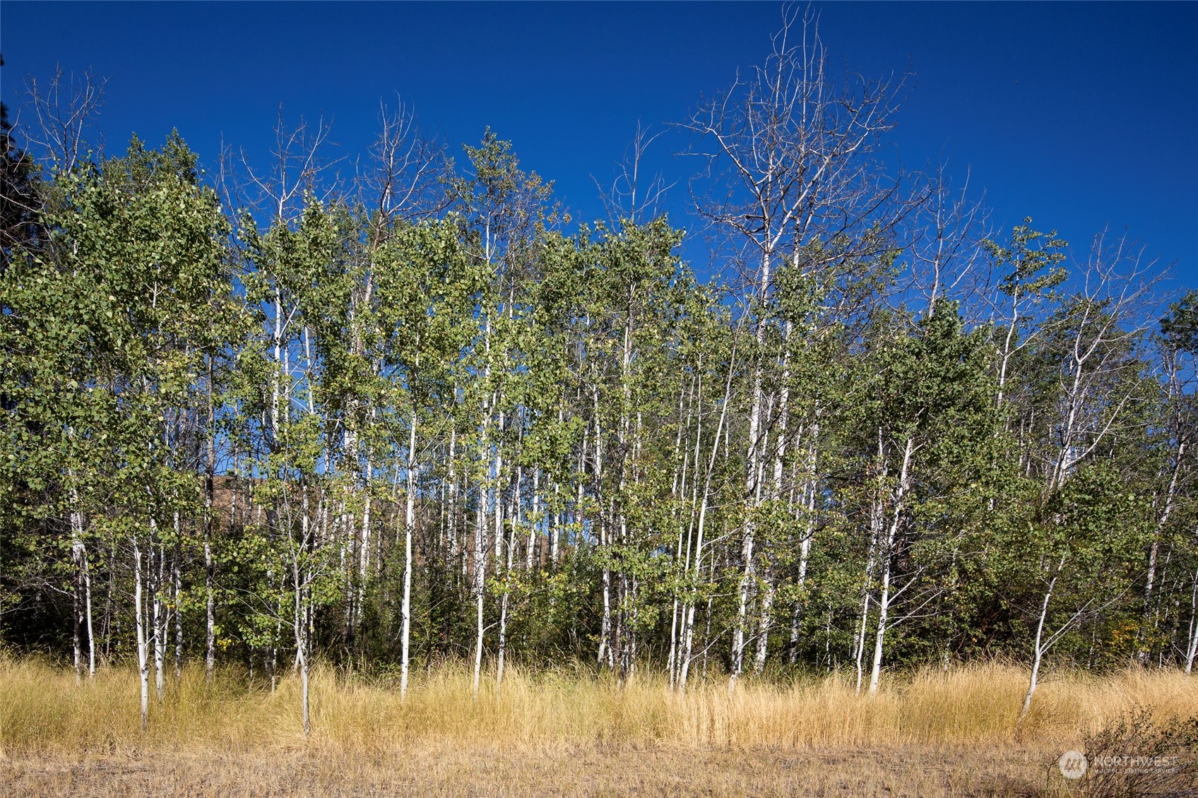 20 Black Jack Road North Winthrop, WA 98862 - Photo 29 of 40 Gallery Image 29