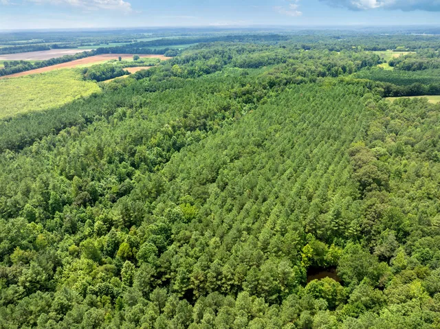 a view of a garden with a tree