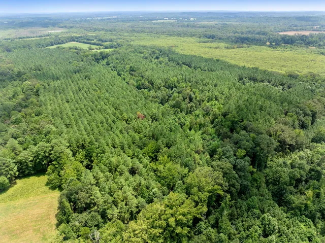 a view of a lush green forest