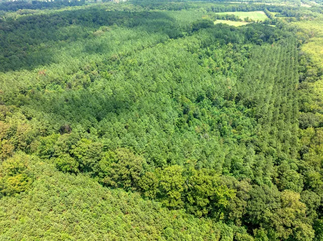 a view of a lush green field