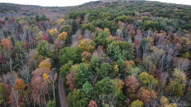 a view of a forest with a street