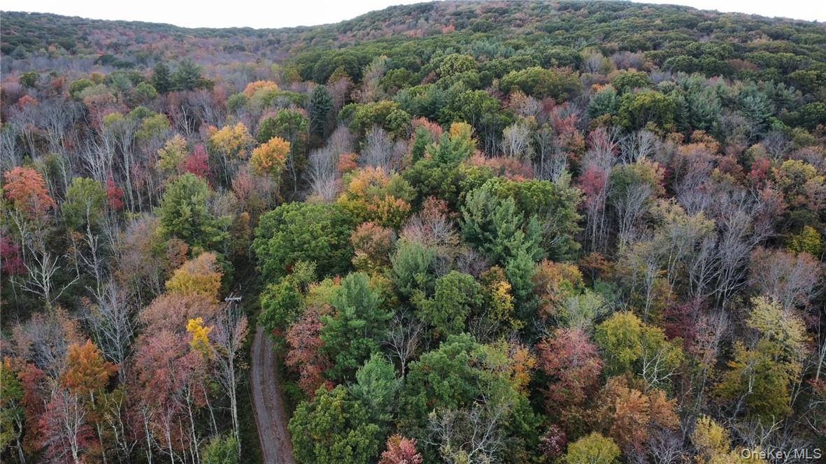 1 West Hill Road Austerlitz, NY 12017 - Photo 11 of 15 a view of a forest with a street