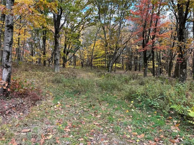 a view of a forest with trees in the background