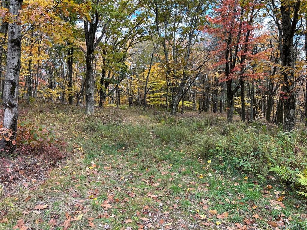 1 West Hill Road Austerlitz, NY 12017 - Photo 2 of 15 a view of a forest with trees in the background