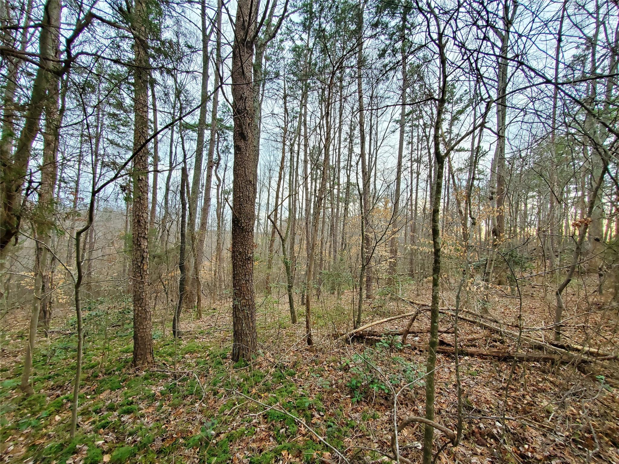 3752 Nc Highway Vale, NC 28168 - Photo 9 of 10 a view of forest