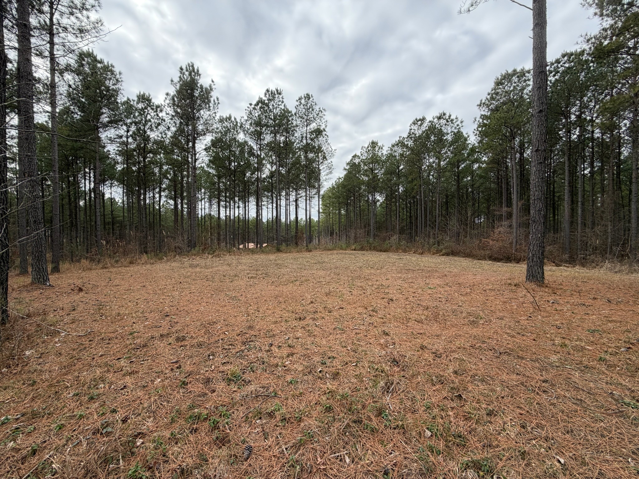 2 A Bartlett Road Reagan, TN 38368 - Photo 3 of 13 a backyard of a house with lots of green space