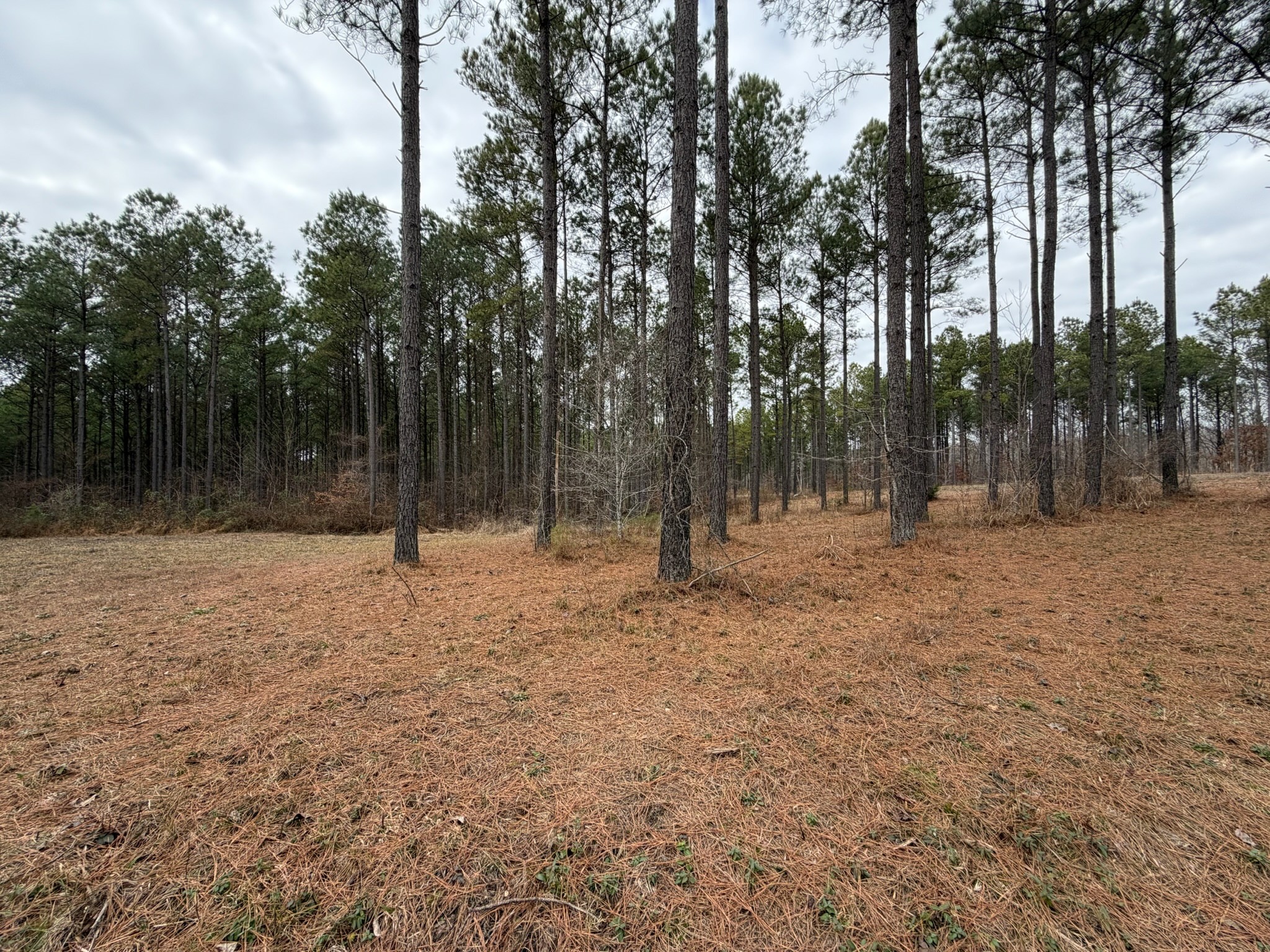 2 A Bartlett Road Reagan, TN 38368 - Photo 4 of 13 a view of outdoor space with trees