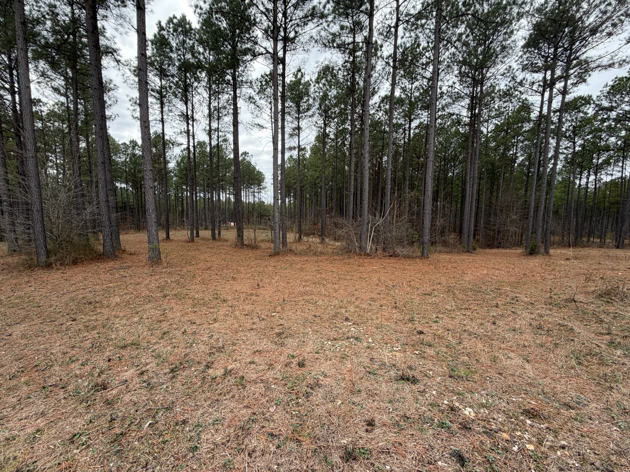 2 A Bartlett Road Reagan, TN 38368 - Photo 10 of 13 a backyard of a house with lots of trees