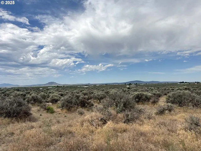 a view of a bunch of trees in back yard of house