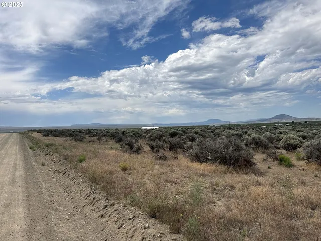 a view of a dry yard with lots of trees