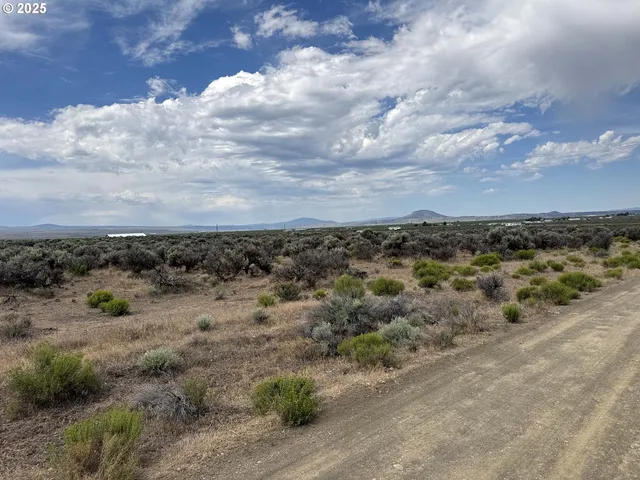 a view of a dry yard with trees