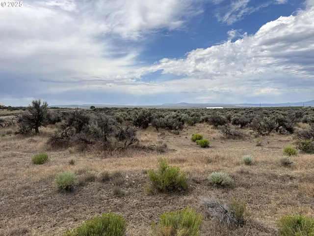 a view of a dry yard with lots of trees