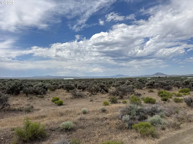 a view of a dry yard with lots of trees