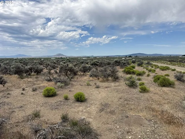 a view of a dry yard with lots of trees