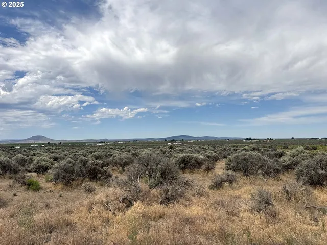 a view of a bunch of trees in back yard